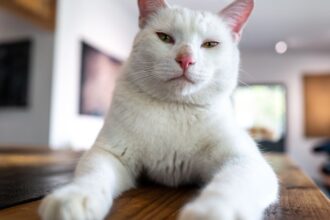 11 Little-Known Cat Care Tips Owners Want You To Know