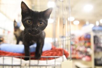 University recruiting kitten foster parents for nail trim study