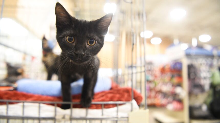 University recruiting kitten foster parents for nail trim study