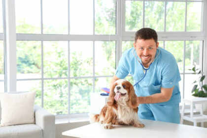 Best Pet Wellness Plans for Routine Care (August 2024)