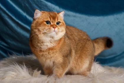 British-golden-shorthair-chinchilla-with-green-eyes