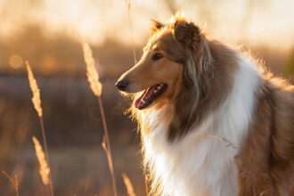 Collie dog stands in a field