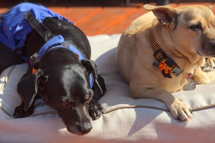 Paralyzed dog in drag bag rests with his best friend