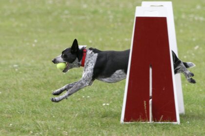 Aims Community College adds professional dog training course