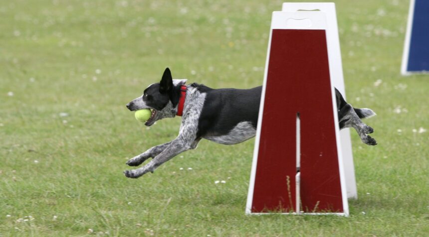 Aims Community College adds professional dog training course