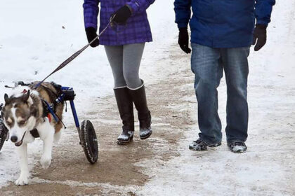 Husky in a wheelchair goes for a walk in the snow