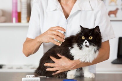 Persian-cat-in-the-salon-of-a-veterinary-clinic