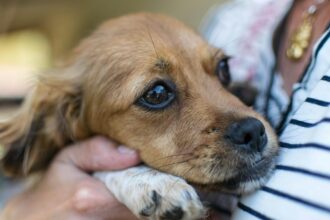 Tips and Products to Help Your Dog Handle the Fireworks This Fourth of July