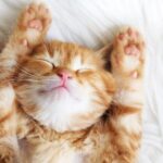 February is National Cat Health Month; tips to keep your kitty healthy