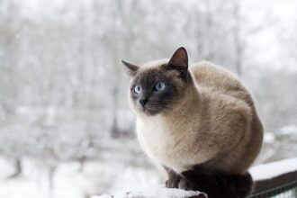 cat in the balcony during winter