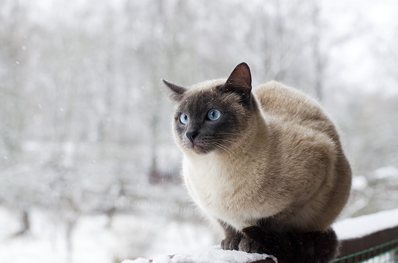 cat in the balcony during winter