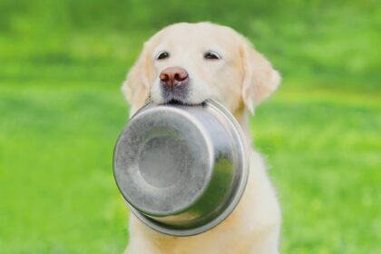 Can dogs eat watermelon? Fruits you can feed your pet