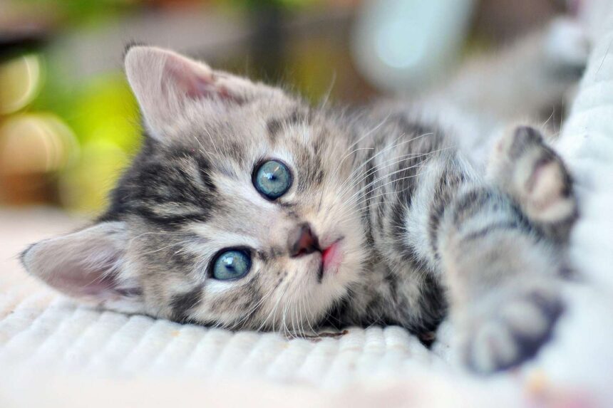 adorable kitten with blue eyes lying on a blanket