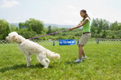 Dog pulling on leash