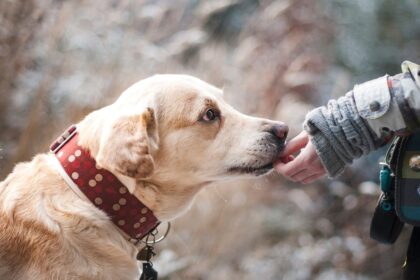 owner giving treat to the labrador dog