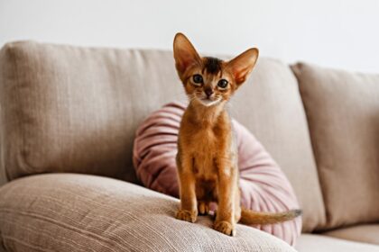 two month old abyssinian kitten sitting on sofa