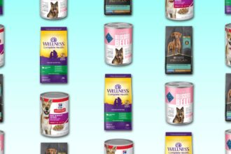 How to Choose the Best Dog Food in 2024, According to Veterinarian