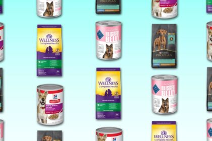 How to Choose the Best Dog Food in 2024, According to Veterinarian