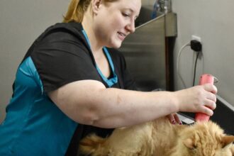 A feline first. Happy Cat Grooming opens doors in Westmont – Shaw Local