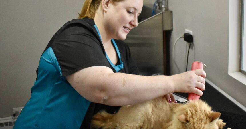 A feline first. Happy Cat Grooming opens doors in Westmont – Shaw Local