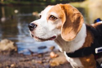 Beagle Wheelchair