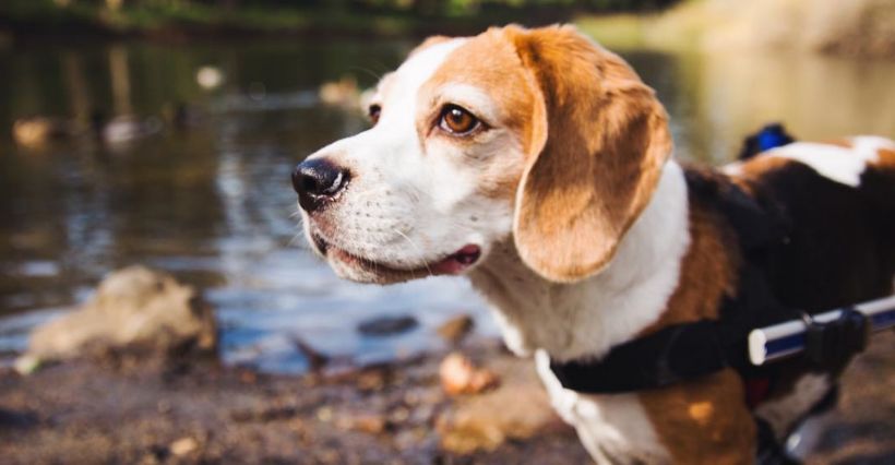 Beagle Wheelchair