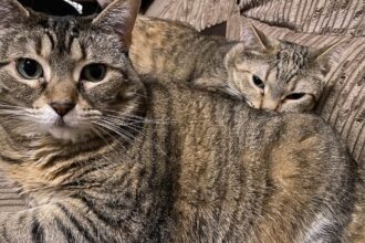 Cats may simply thank you for cleaning the litterbox but in reality, it provides a wealth of health information (Pancake and Tiller agree!)