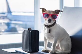 Are you ready to unleash travel adventures with your dog? – The Denver Post