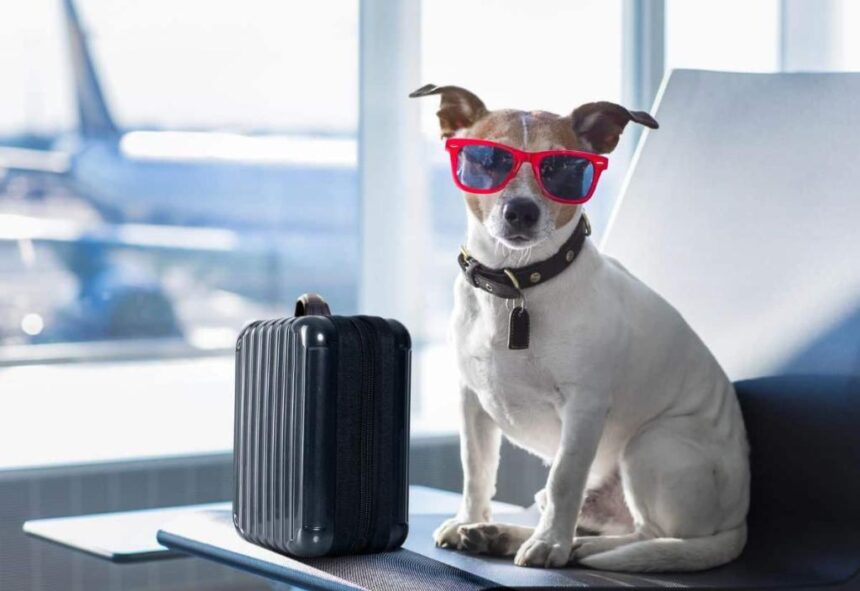 Are you ready to unleash travel adventures with your dog? – The Denver Post