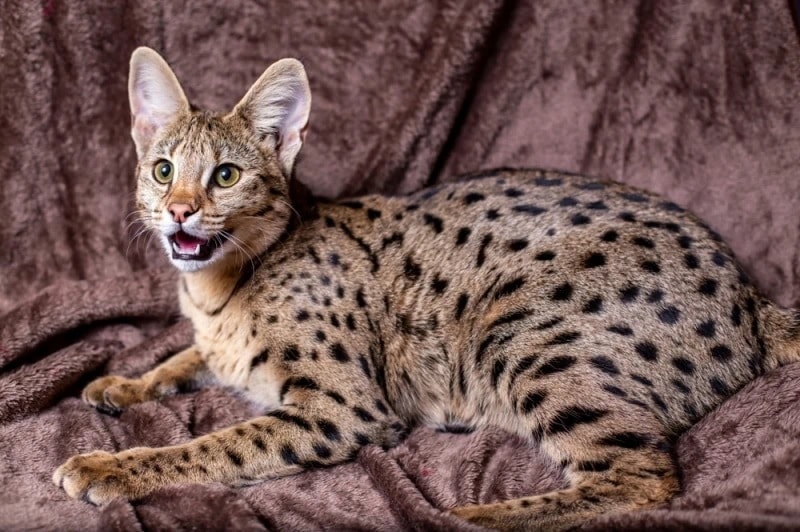 F2 savannah cat lying