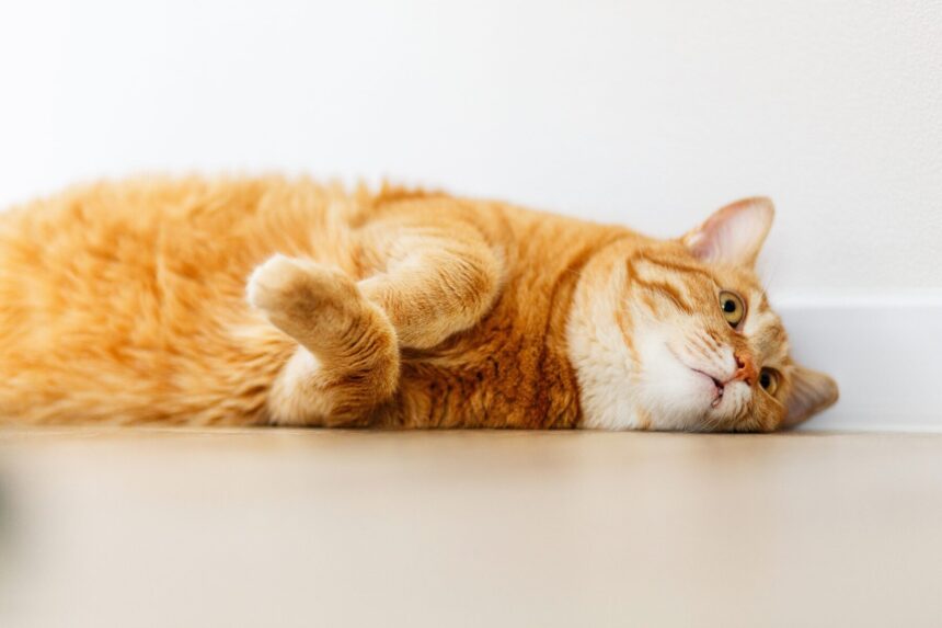 Fat ginger cat lies on a white background