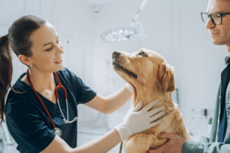 Golden-Retriever-Sitting-on-Examination-Table-at-the-vet-clinic