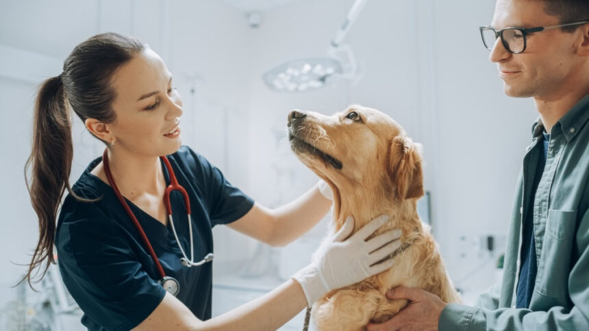 Golden-Retriever-Sitting-on-Examination-Table-at-the-vet-clinic