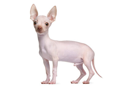 Hairless Chihuahua dog standing