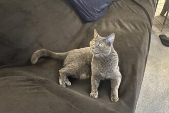 I heard a good joke the other day. So, two humans walk into a cat cafe.