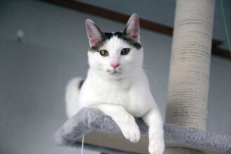 Japanese Bobtail cat living at home on a cat tree