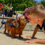 Dachshund in wheelchair kisses little boy