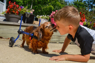 Dachshund in wheelchair kisses little boy