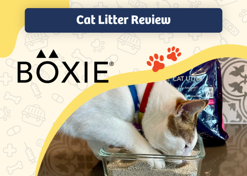 boxiecat cat litter