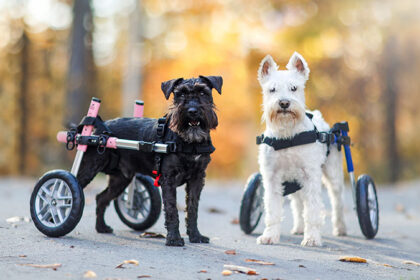 Two disabled schnauzers in wheelchairs