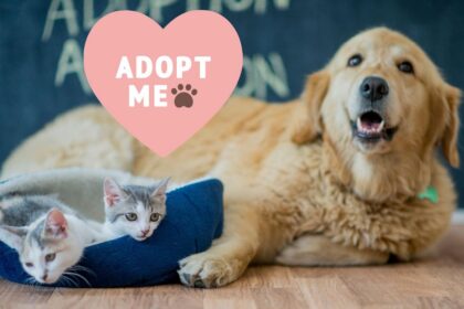 Massive Pet Adoption Event In Western New York