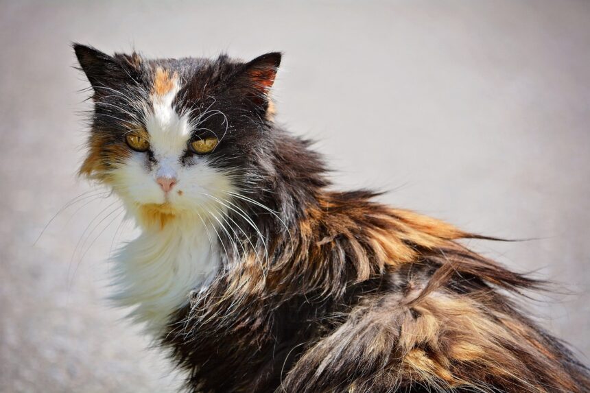 cat with matted fur