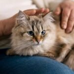 Cat care tips for pet parents amid season change and pollution concerns