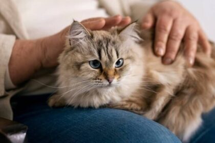 Cat care tips for pet parents amid season change and pollution concerns