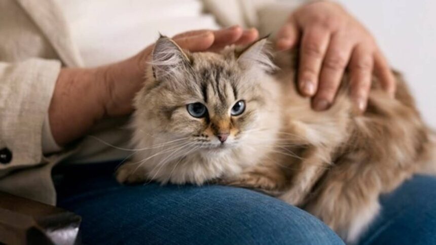 Cat care tips for pet parents amid season change and pollution concerns