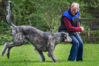 Do you have a reactive dog? Trainer reveals the surprising thing that can help calm them down (and it's a real game-changer)