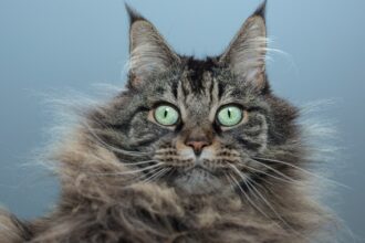 Does My Cat Need A Haircut? Here’s What A Vet Says About Feline Grooming