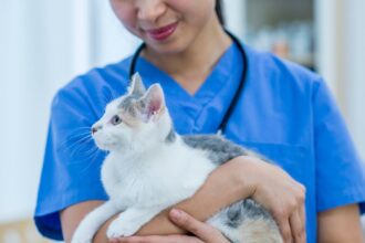 How long are cats pregnant? Care tips for expecting owners.