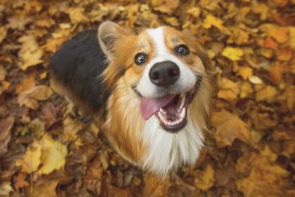 Here's what you need to keep your dog safe and healthy this fall