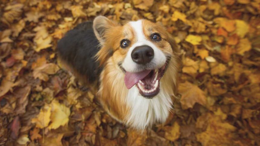 Here's what you need to keep your dog safe and healthy this fall